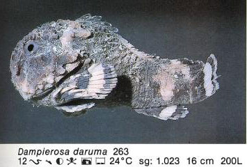 Dampierosa daruma